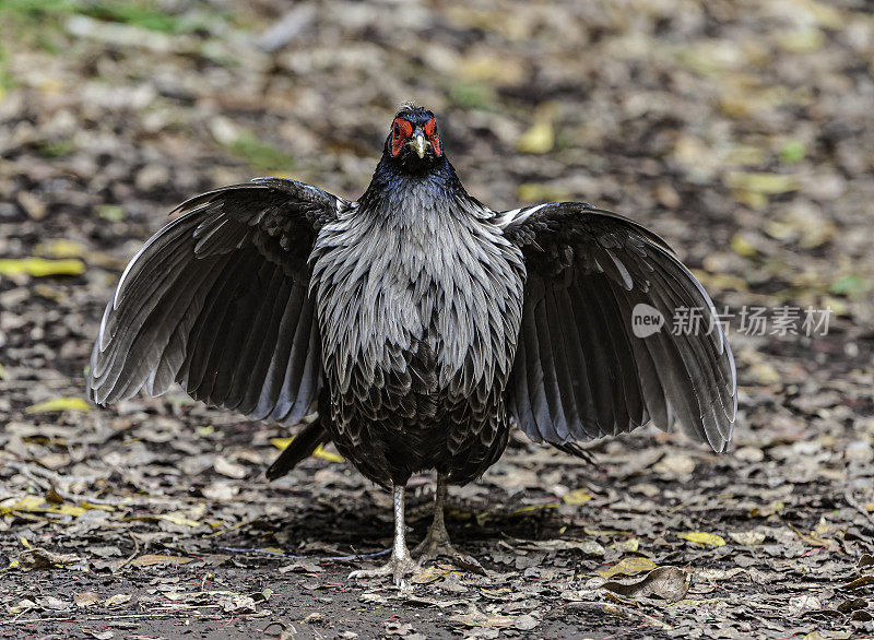 日本白眼(Zosterops japonicus)已经成为夏威夷的一种入侵物种。它的原产地包括东亚的大部分地区，包括日本和中国。夏威夷火山国家公园。